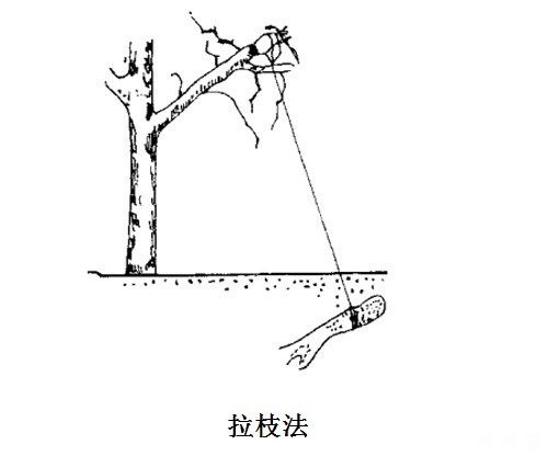 枣树怎么修剪？