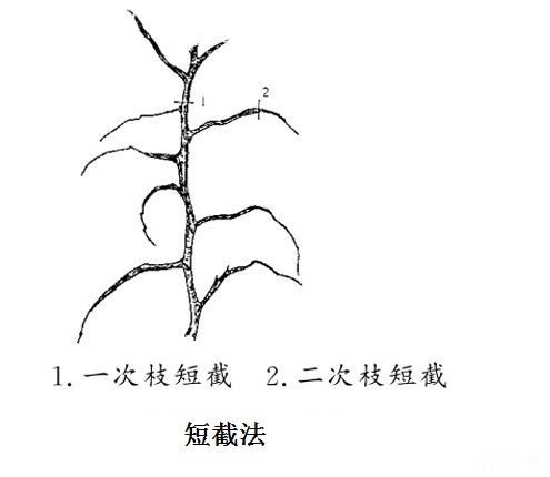 枣树怎么修剪？