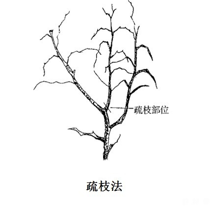 枣树怎么修剪？