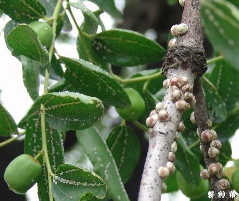 枣树如何防治枣龟蜡蚧？附图片