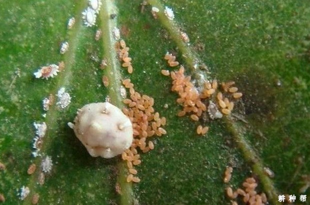 枣树如何防治枣龟蜡蚧？附图片