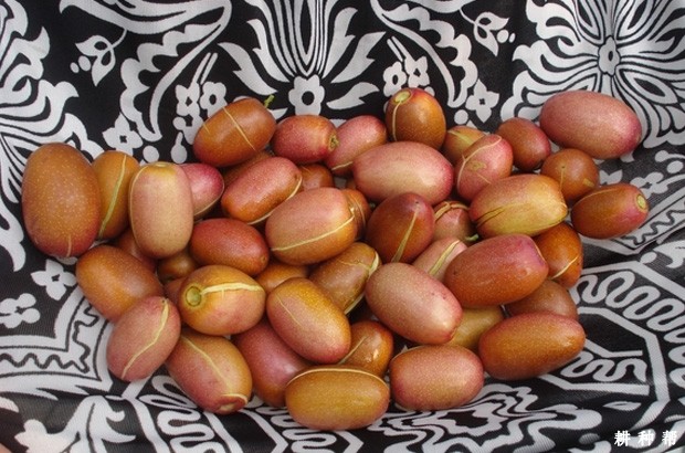 枣裂果和生理落果怎么防治？