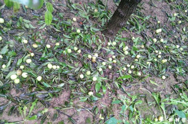 枣裂果和生理落果怎么防治？