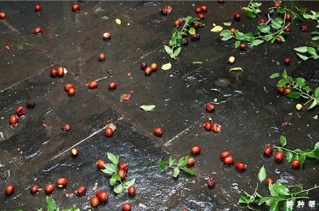 枣裂果和生理落果怎么防治？