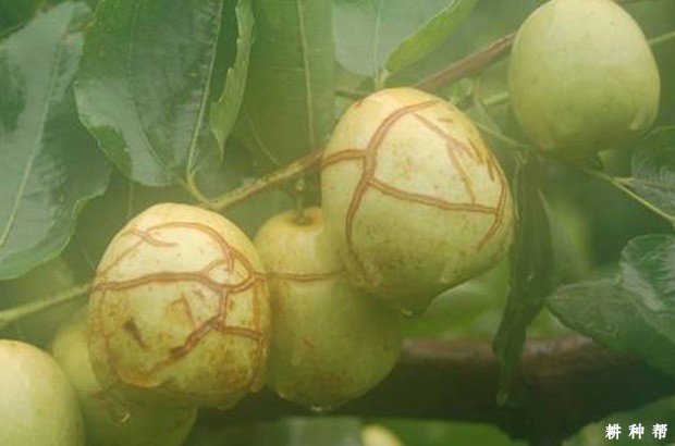 枣裂果和生理落果怎么防治？