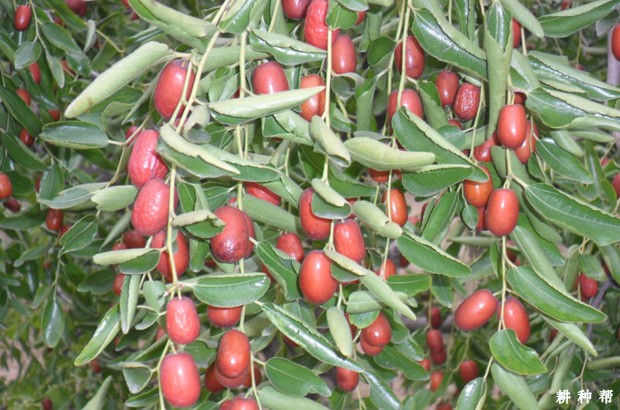 怎么让枣果颜色好看？