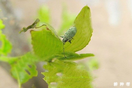 枣树怎么防治食芽象甲？附图片