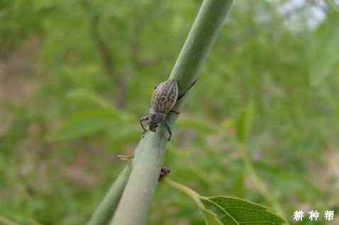枣树怎么防治食芽象甲？附图片