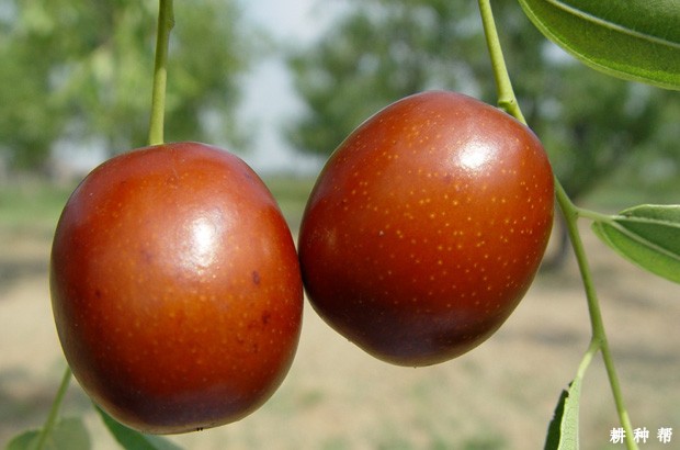 怎么让枣果颜色好看？