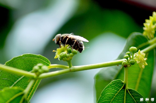 冬枣坐果少的原因是什么？