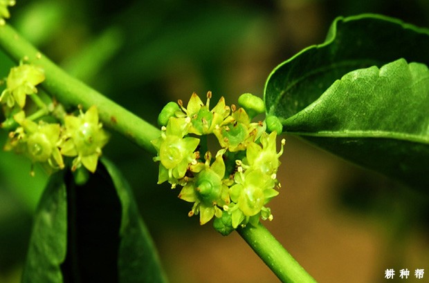 冬枣坐果少的原因是什么？