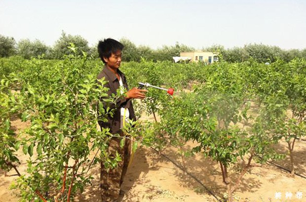枣树花期为什么要浇水和喷水？