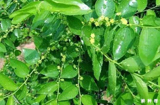 枣树花期为什么要浇水和喷水？