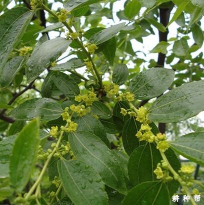 枣树花期为什么要浇水和喷水？