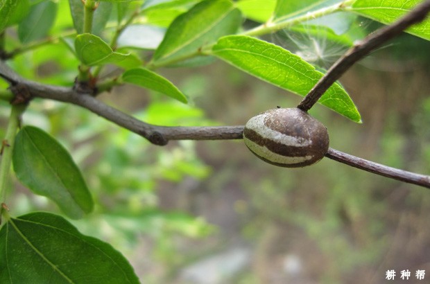 黄刺蛾对枣树有什么危害？附图片