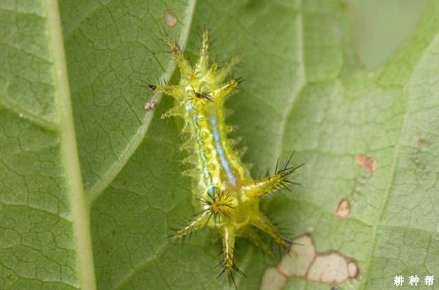 黄刺蛾对枣树有什么危害？附图片