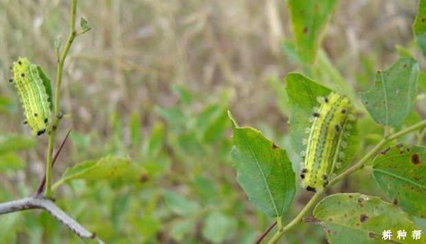 黄刺蛾对枣树有什么危害？附图片