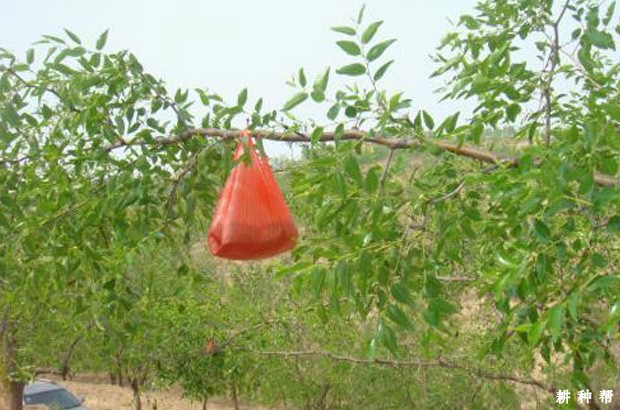 枣树如何通过夏剪来保花保果？