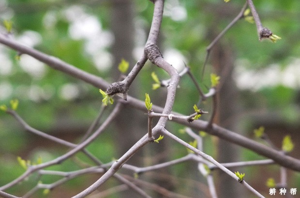 枣树如何通过夏剪来保花保果？