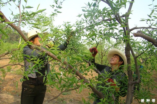 枣树如何通过夏剪来保花保果？