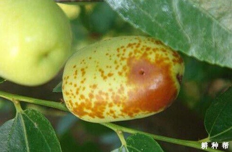 怎样防治枣树桃小食心虫？