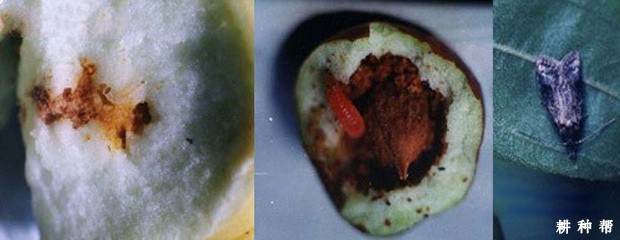 怎样防治枣树桃小食心虫？