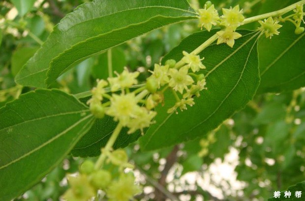 枣树如何疏花疏果？