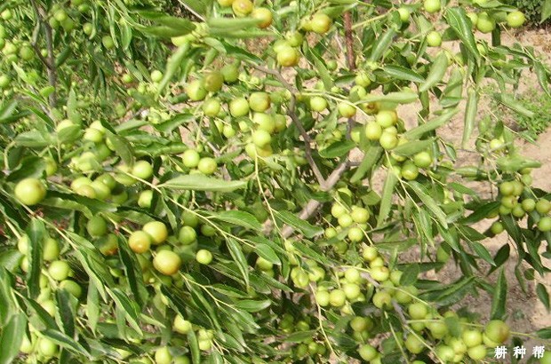 枣树如何疏花疏果？