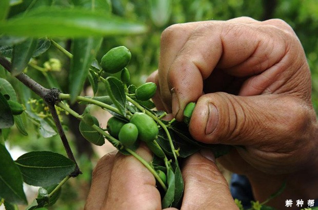 枣树如何疏花疏果？