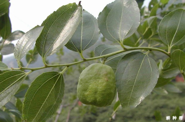 枣树如何防治枣瘿螨？附图片