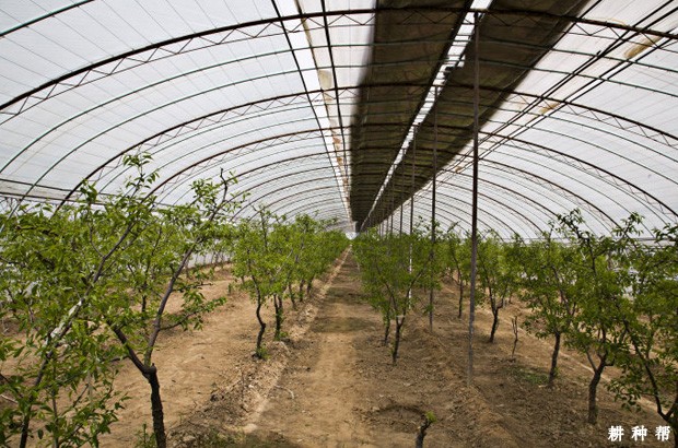 温室大棚种植枣树温度多少合适？