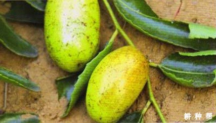 枣树如何防治枣瘿螨？附图片