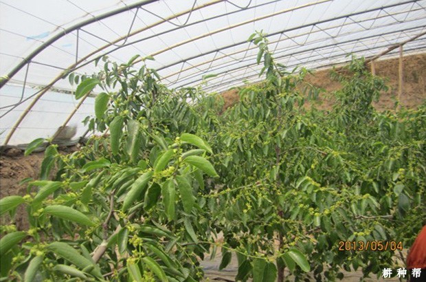 温室大棚种植枣树温度多少合适？
