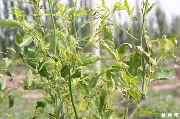 如何有效防治枣瘿蚊？附图片