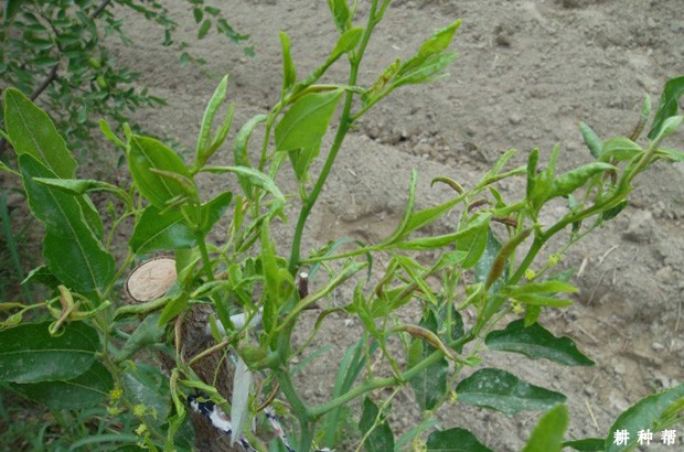 如何有效防治枣瘿蚊？附图片