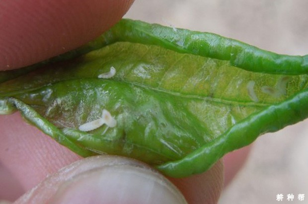 如何有效防治枣瘿蚊？附图片