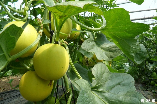 甜瓜对肥料的吸收有什么特点？