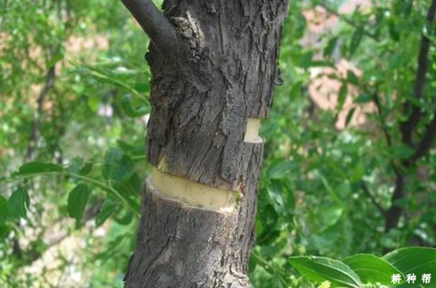 什么叫枣树的环剥(开甲)？