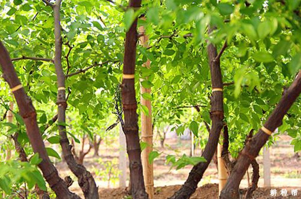 什么叫枣树的环剥(开甲)？