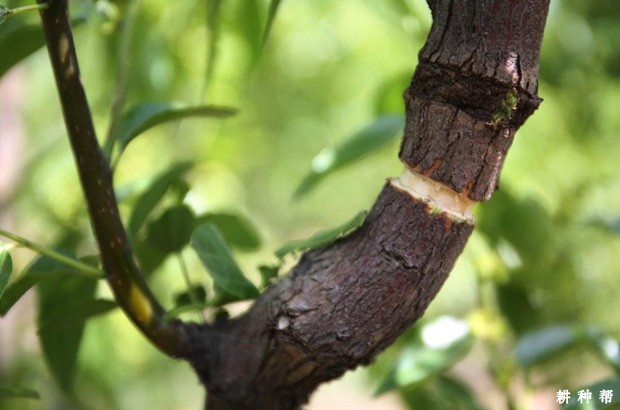 什么叫枣树的环剥(开甲)？