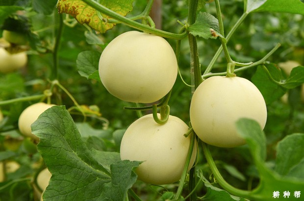 甜瓜的生长周期是多长?