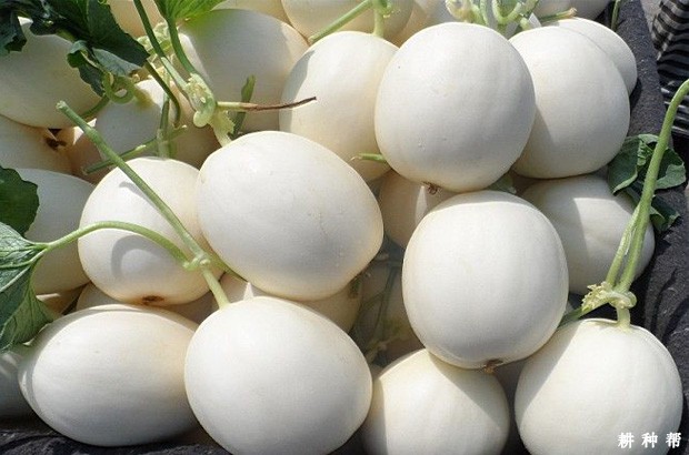 甜瓜的生长周期是多长?