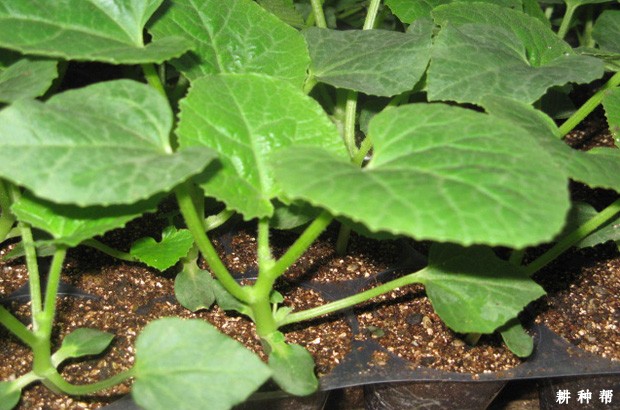 甜瓜的生长周期是多长?