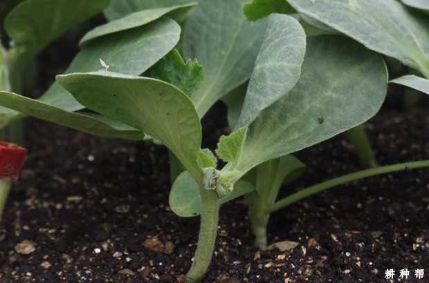 甜瓜嫁接用什么砧木？