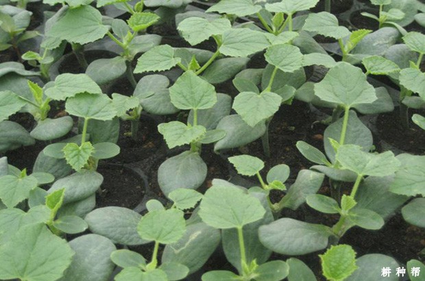 甜瓜嫁接用什么砧木？