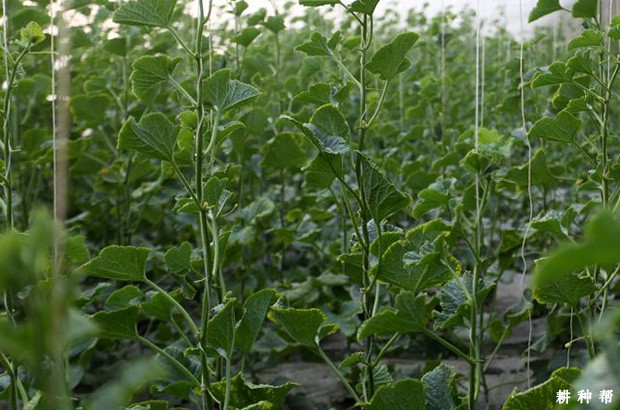 甜瓜施肥需要注意什么？