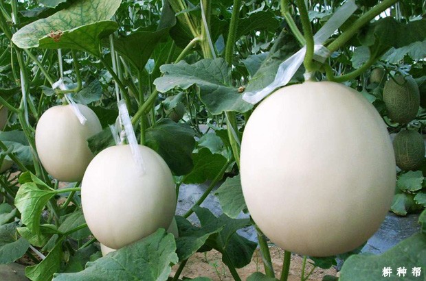 种植甜瓜对环境有什么要求？