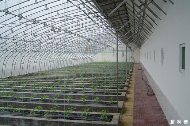 日光温室如何种植甜瓜？