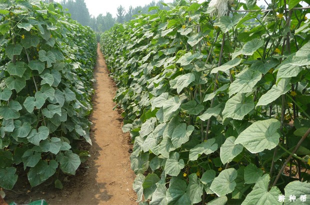 种植甜瓜对环境有什么要求？