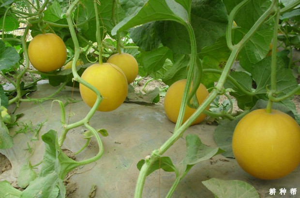 种植甜瓜对环境有什么要求？